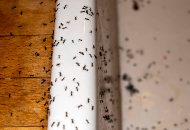 Best Best Pest Control Companies  in Mount Pleasant, NC