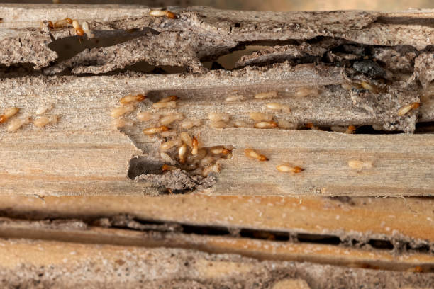 Best Best Pest Control Near Me  in Mount Pleasant, NC