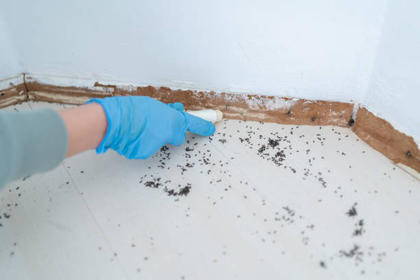 Best Pest Inspection Near Me  in Mount Pleasant, NC